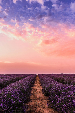 Lavender, flowers, farm, sunset, 240x320 wallpaper