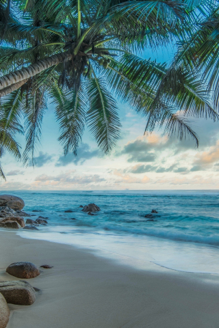 Palms of coastal island, beach, nature, 240x320 wallpaper
