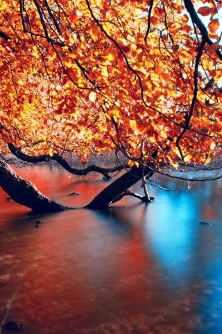 Autumn, nature, lake, reflections, submerged branches of trees, 240x320 wallpaper