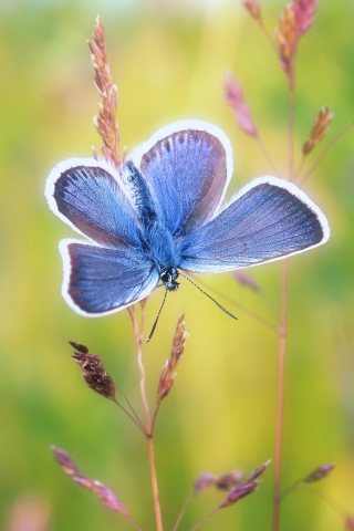 Blue butterfly, exotic, 240x320 wallpaper