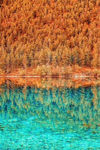 Trees, lake, forest, autumn, nature, reflections, 240x320 wallpaper