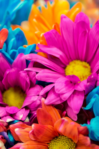Colorful, flowers, close up, 240x320 wallpaper