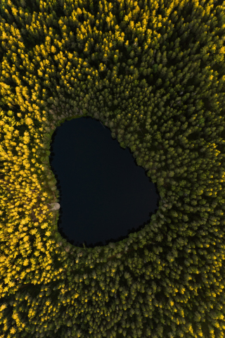 Lake, tree, aerial view, 240x320 wallpaper