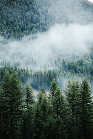 Forest, fog, tree, nature, Montana, 240x320 wallpaper