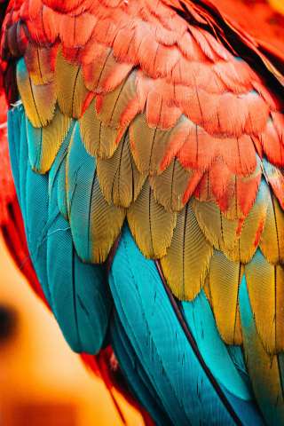 Colorful feathers, parrot, birds, close up , 240x320 wallpaper