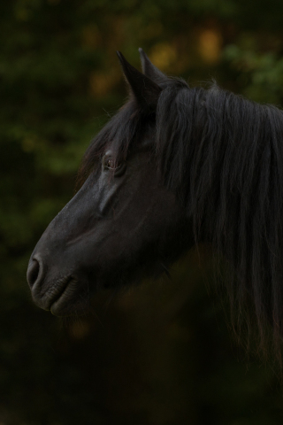 Black horse, animal, muzzle, 240x320 wallpaper