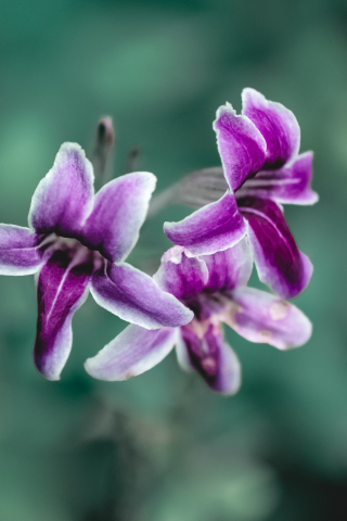 Purple flowers, close up, bloom, spring, 240x320 wallpaper
