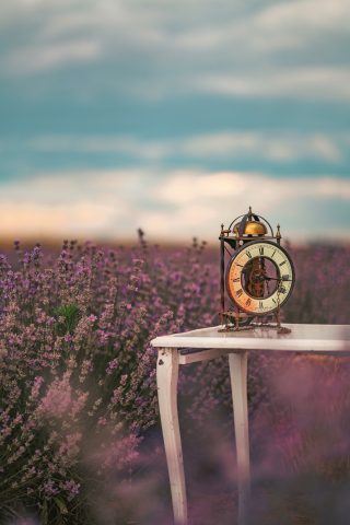 Flower field, lavender farm, clock, nature, 240x320 wallpaper