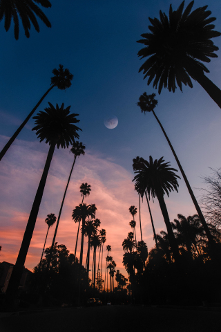 Palms, sunset, silhouette, beautiful, 240x320 wallpaper