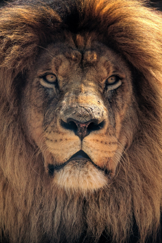 Lion, beast, muzzle, predator, 240x320 wallpaper