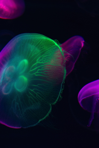 Neon glow, colorful, jellyfish, 240x320 wallpaper