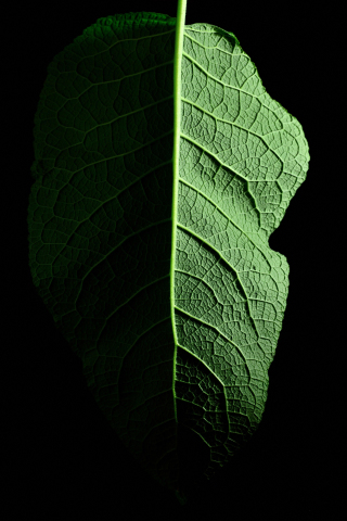 Leaf, macro, 240x320 wallpaper