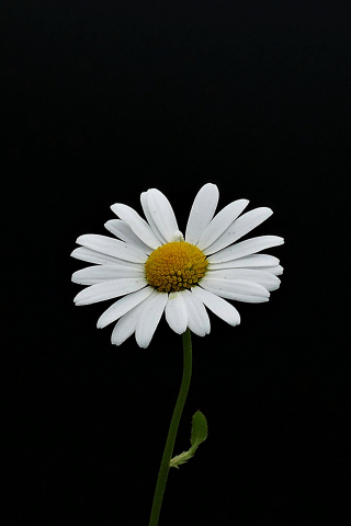 Portrait, white flower, minimal, daisy, 240x320 wallpaper