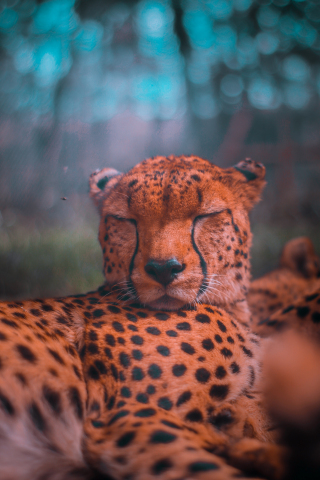 Wildlife, relaxed, predator, sleep, cheetah, 240x320 wallpaper