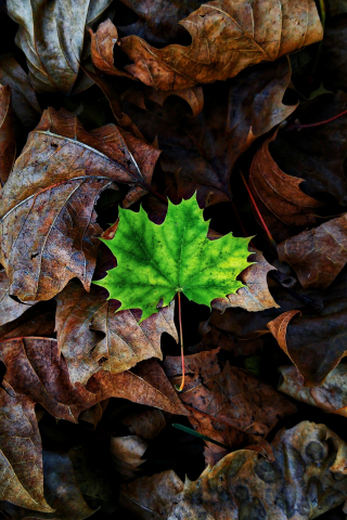 Green Leaf, maple, autumn, close up, 240x320 wallpaper