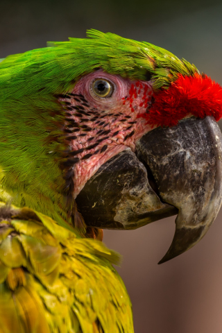 Zoo, parrot, macaw, muzzle, 240x320 wallpaper