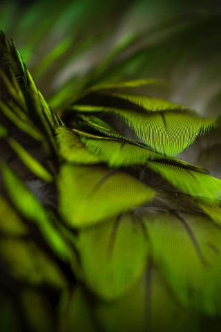 Plumage, green, feathers, close up, 240x320 wallpaper