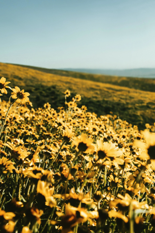 Yellow flower field, spring, landscape, nature, 240x320 wallpaper