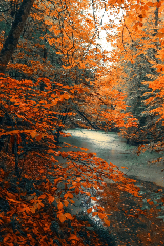 Tree, forest, nature, orange branches, tree, autumn, 240x320 wallpaper