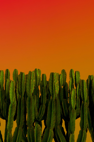 Cactus, green plants, desert plants, 240x320 wallpaper