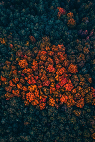 Trees peak, forest, trees, aerial view, 240x320 wallpaper