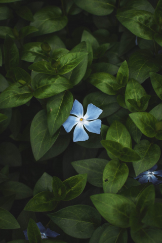 Flower, bloom, leaves, bright, blue flower, 240x320 wallpaper