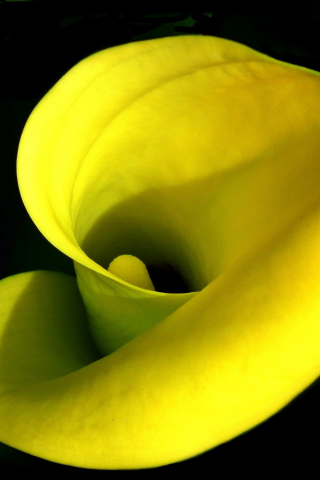 Iris, flower, yellow, close up, 240x320 wallpaper