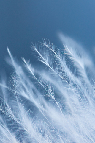 White feathers, close up, 240x320 wallpaper