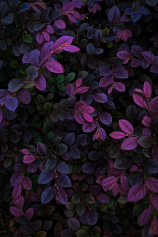 Violet leaves, veins, branches, plants, 240x320 wallpaper