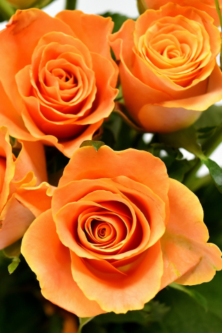 Orange roses, flowers, Bouquet, 240x320 wallpaper