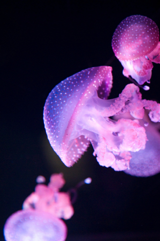 Glow, pink jellyfish, 240x320 wallpaper