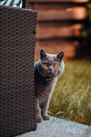 Adorable, gray cat, stare, 240x320 wallpaper