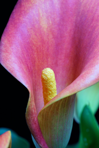 Iris, pink flower, close up, 240x320 wallpaper