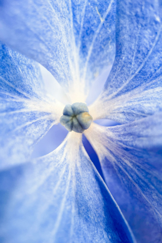 Bloom, blue flowers, macro, 240x320 wallpaper