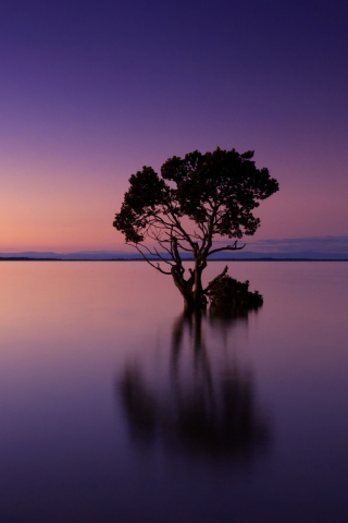 Violet sunset, tree, silhouette, lake, reflections, art, 240x320 wallpaper