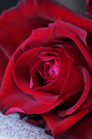 Red rose, close up, 240x320 wallpaper