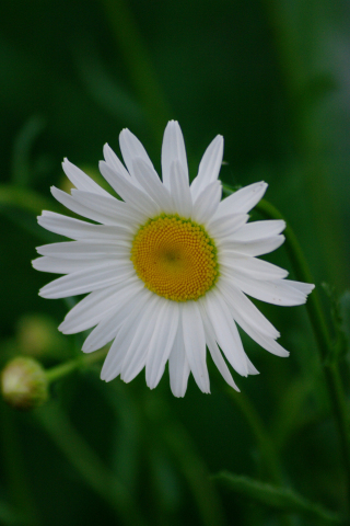 White daisy, flower, blur, 240x320 wallpaper