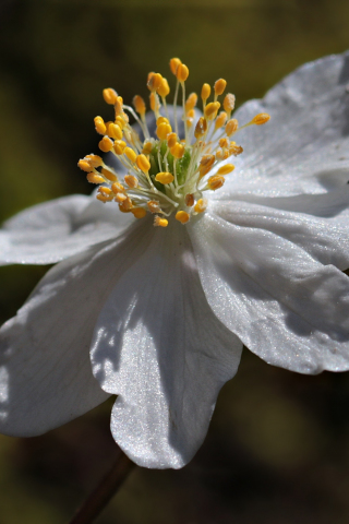 Anemone, flower, white, close up, 240x320 wallpaper