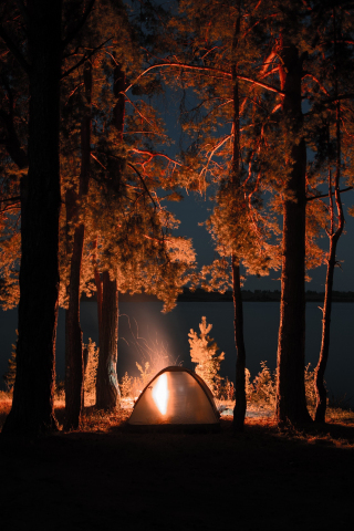 Outing, campfire, trees, tent, night, 240x320 wallpaper