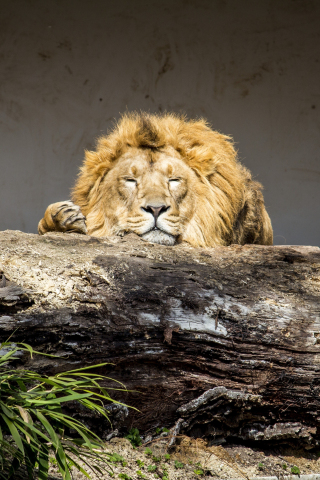 Lion, Relaxed, Predator, Animal, Wild, 240x320 wallpaper