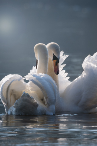 White, swan pair, birds, 240x320 wallpaper