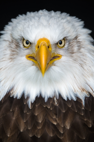 Bald eagle, bird, predator, muzzle, 240x320 wallpaper