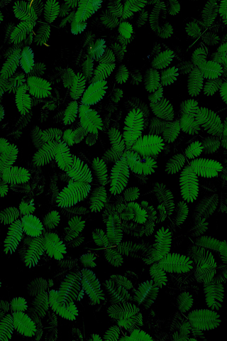 Foliage, green leaves, plant, 240x320 wallpaper