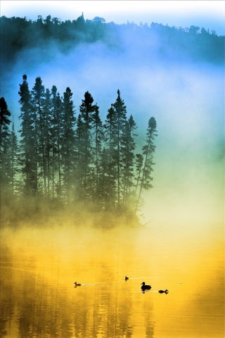 Sunrise, ducks, birds, trees, lake, mist, 240x320 wallpaper