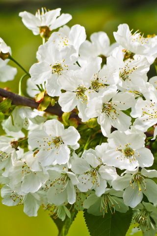 Tree branches, blossom, white flowers, 240x320 wallpaper