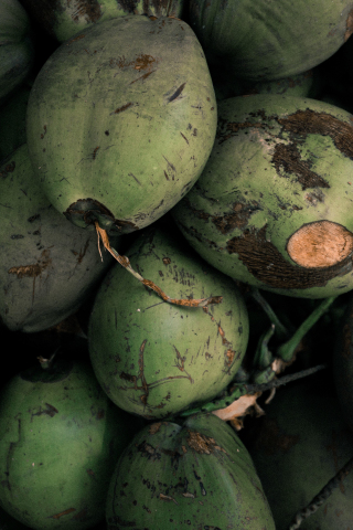 Coconut, green, closeup, 240x320 wallpaper