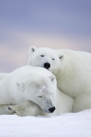 Polar bear, cold snow, relaxed, pair, 240x320 wallpaper