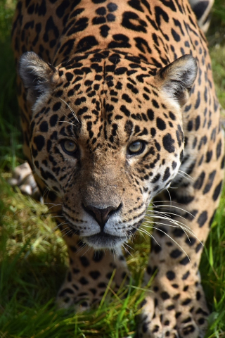 Predator, Jaguar, wild animal, 240x320 wallpaper