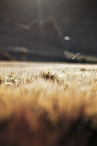 Wheat farm, landscape, golden and blur, nature, 240x320 wallpaper