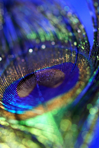 Peacock, plumage, feather, colorful, close up, bokeh, 240x320 wallpaper